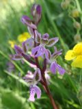 Orchis patens